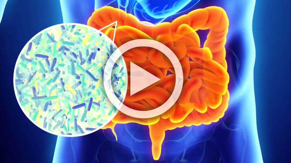 Medical illustration of the human digestive system with a magnified view of gut bacteria